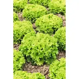 Carrefour Salade bio offre