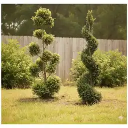 Carrefour Conifères topiaires offre