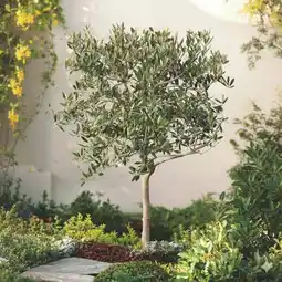 Carrefour Olivier tige offre