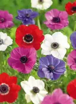 Carrefour Bulbes à fleurs offre