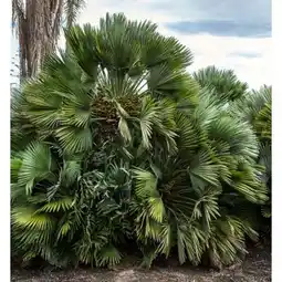 Carrefour Chamaerops humilis compacta offre
