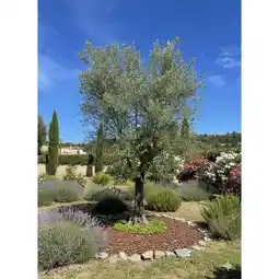 Carrefour Olivier forme toscane offre