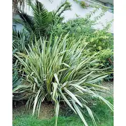 Carrefour Phornium offre