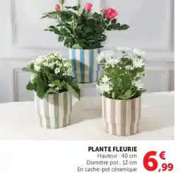 U Express Plante fleurie offre