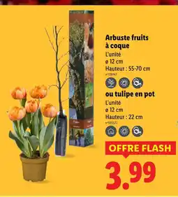 Lidl Arbuste fruits à coque offre