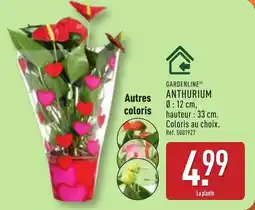 ALDI Gardenline anthurium offre