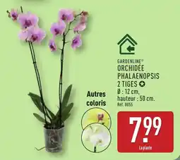 ALDI Gardenline orchidée phalaenopsis 2 tiges offre