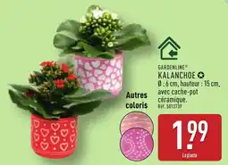 ALDI Gardenline kalanchoe offre