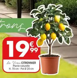 La Foir'Fouille Le vrai citronnier offre