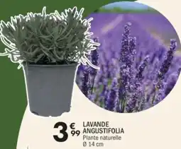 La Foir'Fouille Lavande angustifolia offre