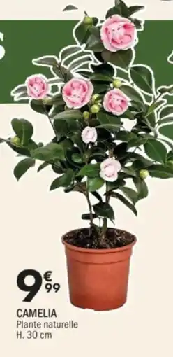 La Foir'Fouille Camelia offre