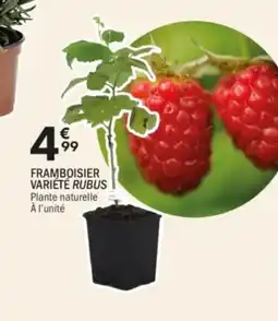 La Foir'Fouille Framboisier variété rubus offre