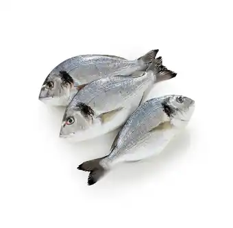 Dorade royale