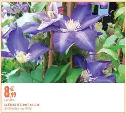 Intermarché CLÉMATITE POT 15 CM offre
