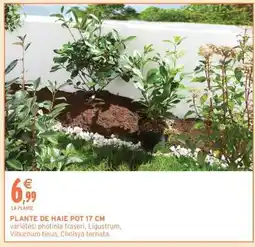 Intermarché PLANTE DE HAIE POT 17 CM offre