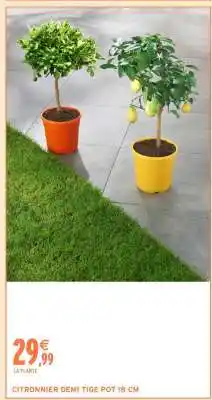 Intermarché CITRONNIER DEMI TIGE POT 18 CM offre