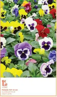 Intermarché PENSÉE POT 10 CM offre