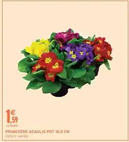 Intermarché PRIMEVÈRE ACAULIS POT 10.5 CM offre