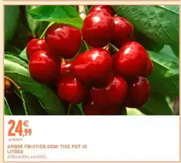 Intermarché ARBRE FRUITIER DEMI TIGE POT 10 LITRES offre