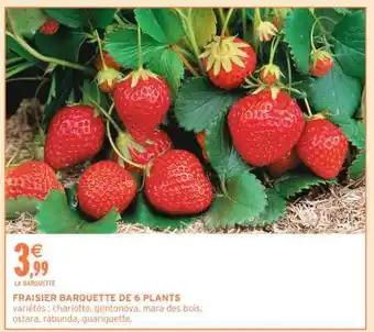 FRAISIER BARQUETTE DE 6 PLANTS