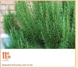 Intermarché ROMARIN OFFICINAL POT 19 CM offre