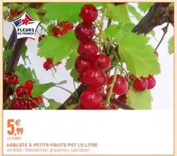 Intermarché ARBUSTE À PETITS FRUITS POT 1.5 LITRE offre