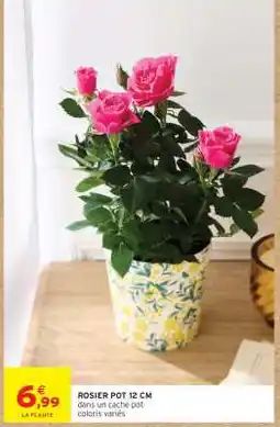 Intermarché ROSIER POT 12 CM offre