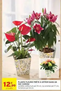 Intermarché PLANTE FLEURIE PRÊTE À OFFRIR DANS UN SAC CADEAU offre