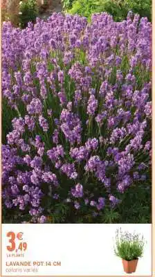 Intermarché LAVANDE POT 14 CM offre