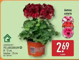 ALDI PÉLARGONIUM offre
