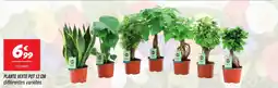 Netto Plante verte pot offre