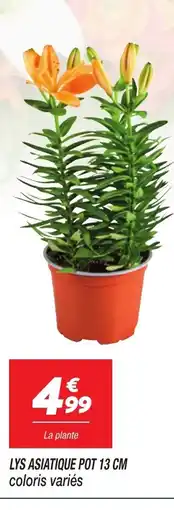 Netto Lys asiatique pot offre