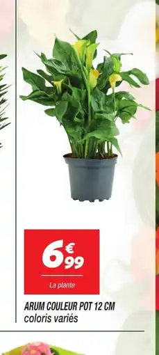 Netto Arum couleur pot offre
