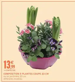 Intermarché Hyper Composition 5 plantes coupe offre