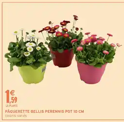 Intermarché Hyper Pâquerette bellis perennis pot offre
