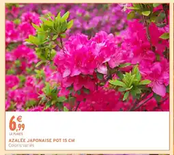 Intermarché Hyper Azalée japonaise pot offre