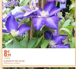 Intermarché Hyper Clématite pot offre