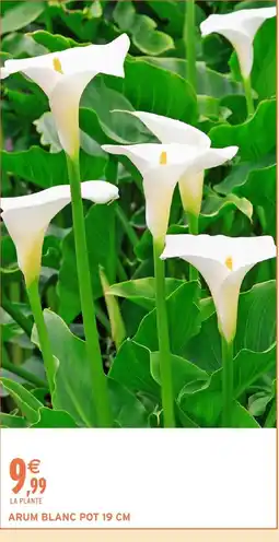 Intermarché Hyper Arum blanc pot offre