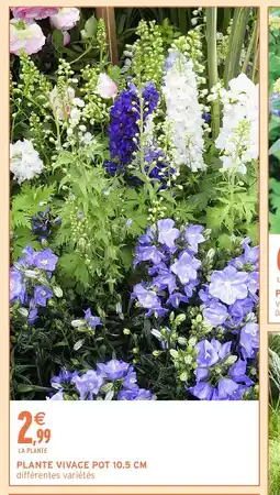 Intermarché Hyper Plante vivace pot offre