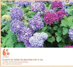 Intermarché Hyper Plante de terre de bruyère pot offre