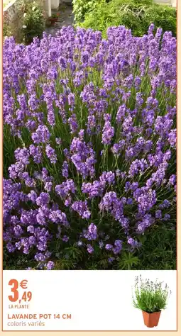 Intermarché Hyper Lavande pot offre