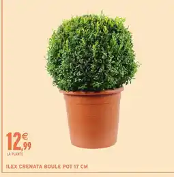 Intermarché Hyper Ilex crenata boule pot offre