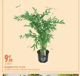 Intermarché Hyper Bambou pot offre