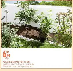 Intermarché Hyper Plante de haie pot offre