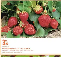 Intermarché Hyper Fraisier barquette de 6 plants offre