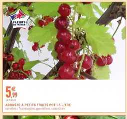 Intermarché Hyper Arbuste à petits fruits pot offre