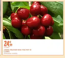 Intermarché Hyper Arbre fruitier demi tige pot 10 litres offre