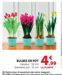 Bi1 Bulbes en pot offre