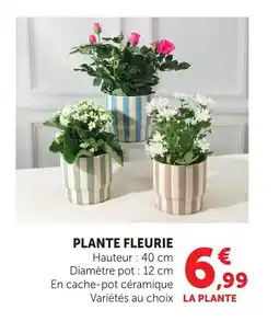 Bi1 Plante fleurie offre