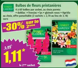 Norma Finest garden bulbes de fleurs printanières offre